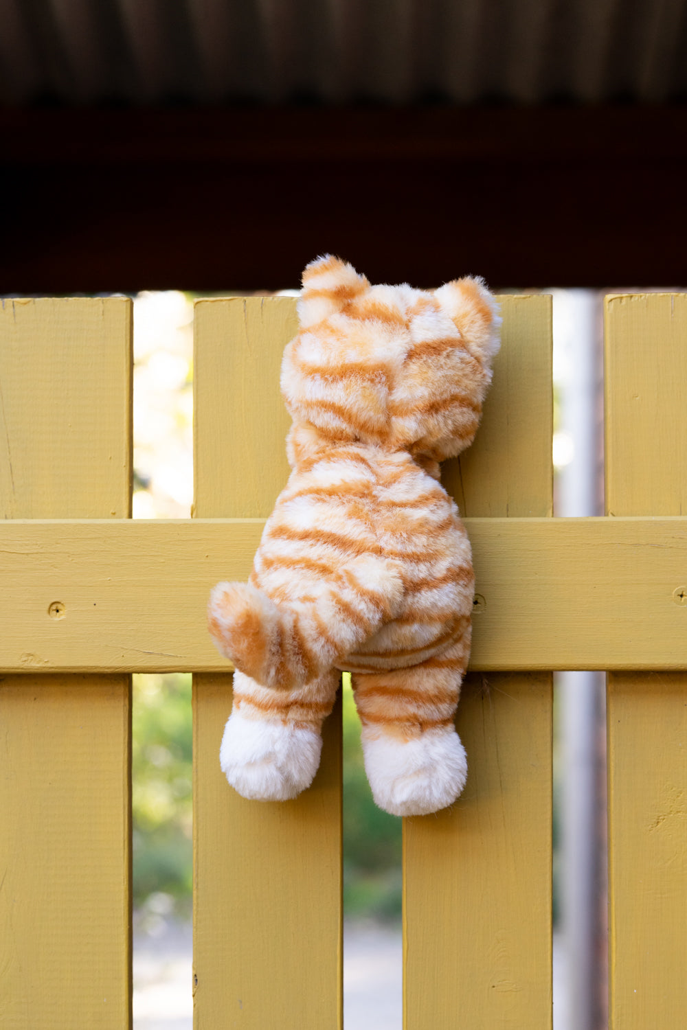 Ginger the Kitten - NanaHuchy