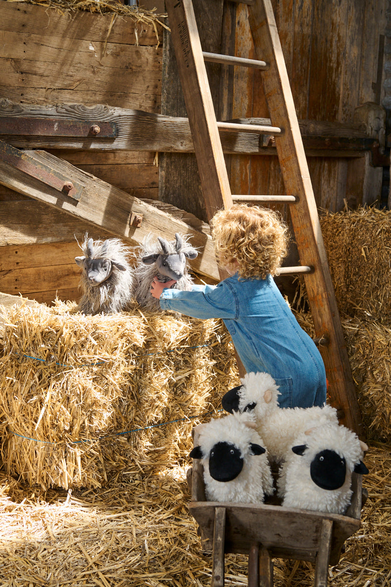 Aiden the Angora Goat - NanaHuchy