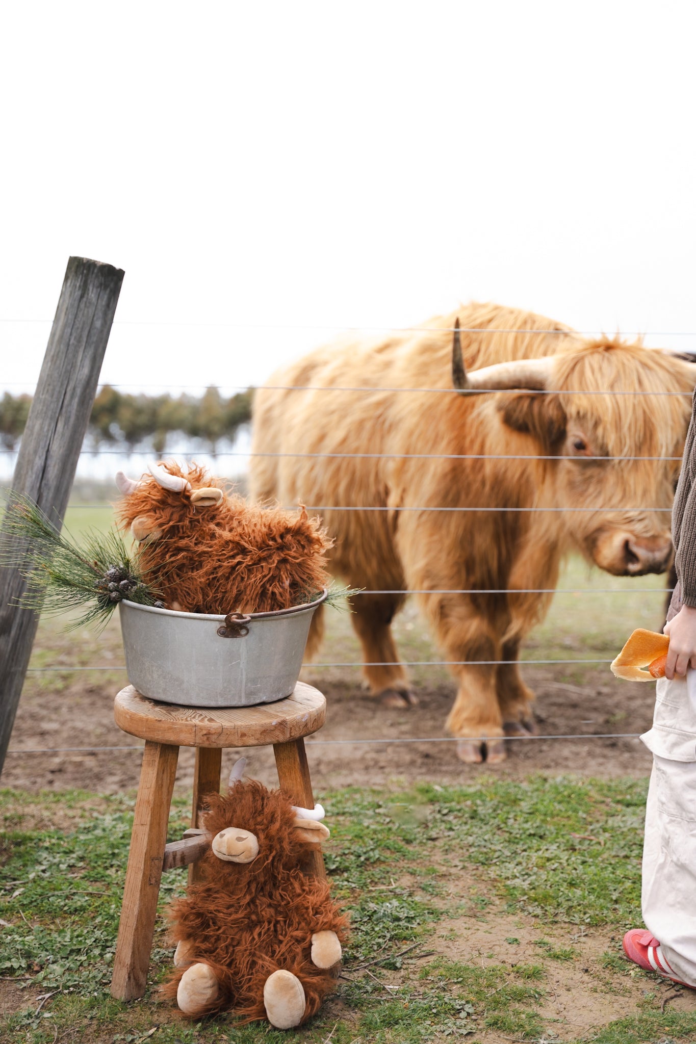 Heidi the Highland Cow - NanaHuchy