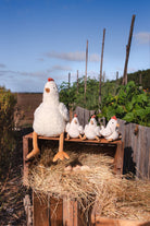 Henrietta the Hen Rattle - Cream - NanaHuchy